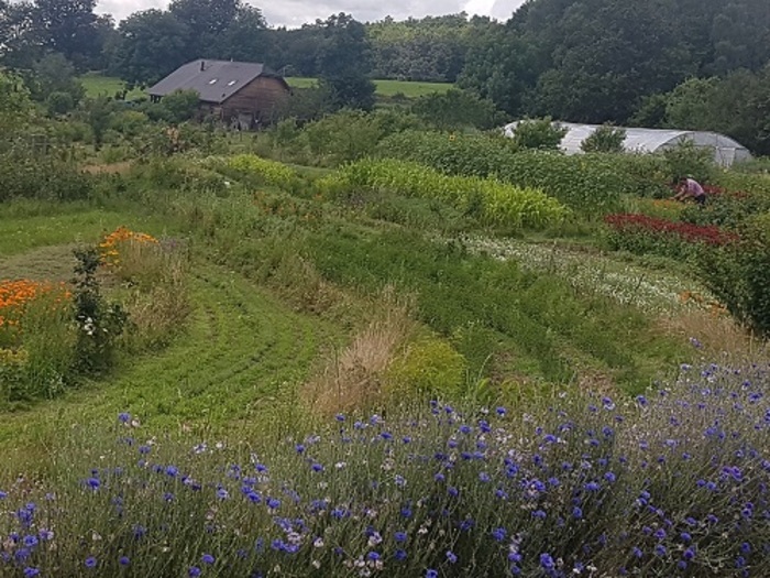 Les 5 sens des plantes médicinales Jardin du Centaure Saint Yrieix le