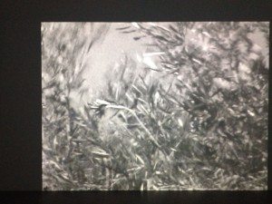 safe sounds, ziad antar, criée, rennes,