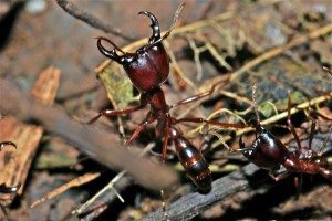 Expo Mille Milliards De Fourmis L Espace Des Sciences Fourmille D Idees