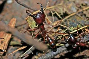 expo fourmis rennes