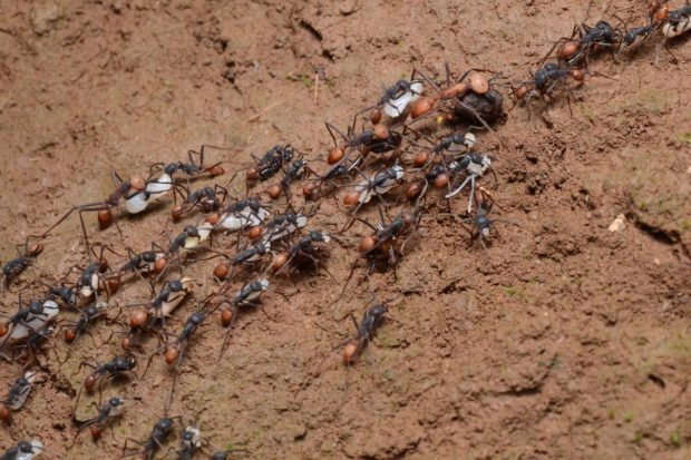 Expo Mille Milliards De Fourmis L Espace Des Sciences Fourmille D Idees