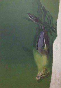 gilles aillaud animal