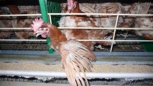 poules-pondeuses-2010-France--34 L214