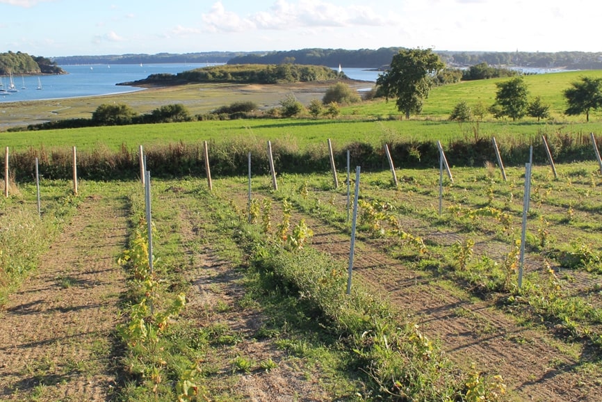 cabane aux longues vignes