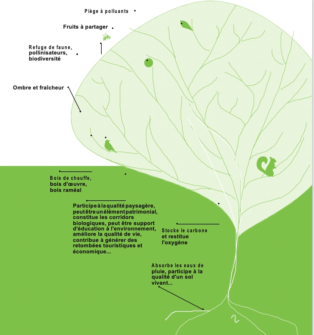 vegetalisation rennes