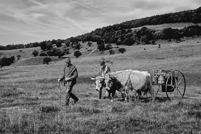 AUBRAC ALTO BRACO