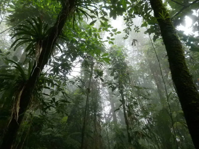 Forêt colombienne