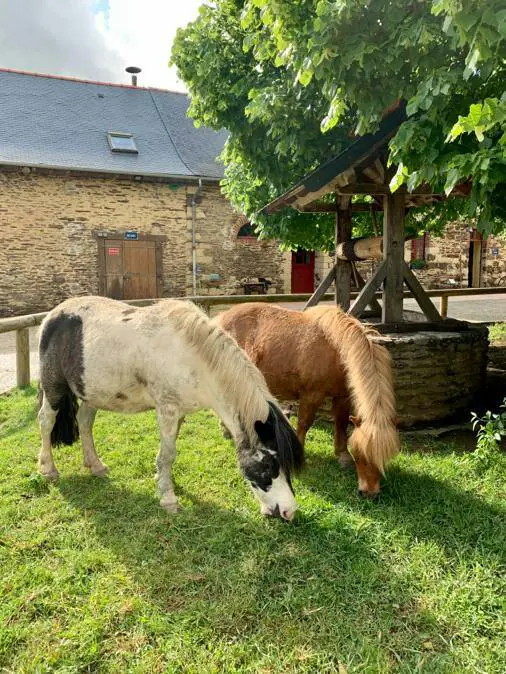 CAVALIER SOLIDAIRE