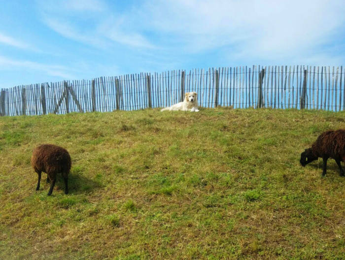 ferme les p'tits loups bio