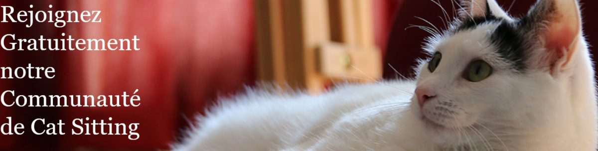 Cat in a flat, site de cat sitting