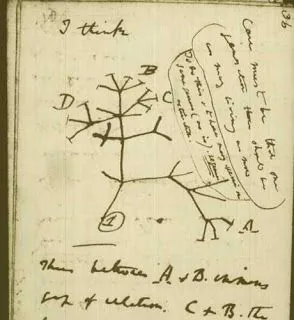 arbre phylogénétique darwin