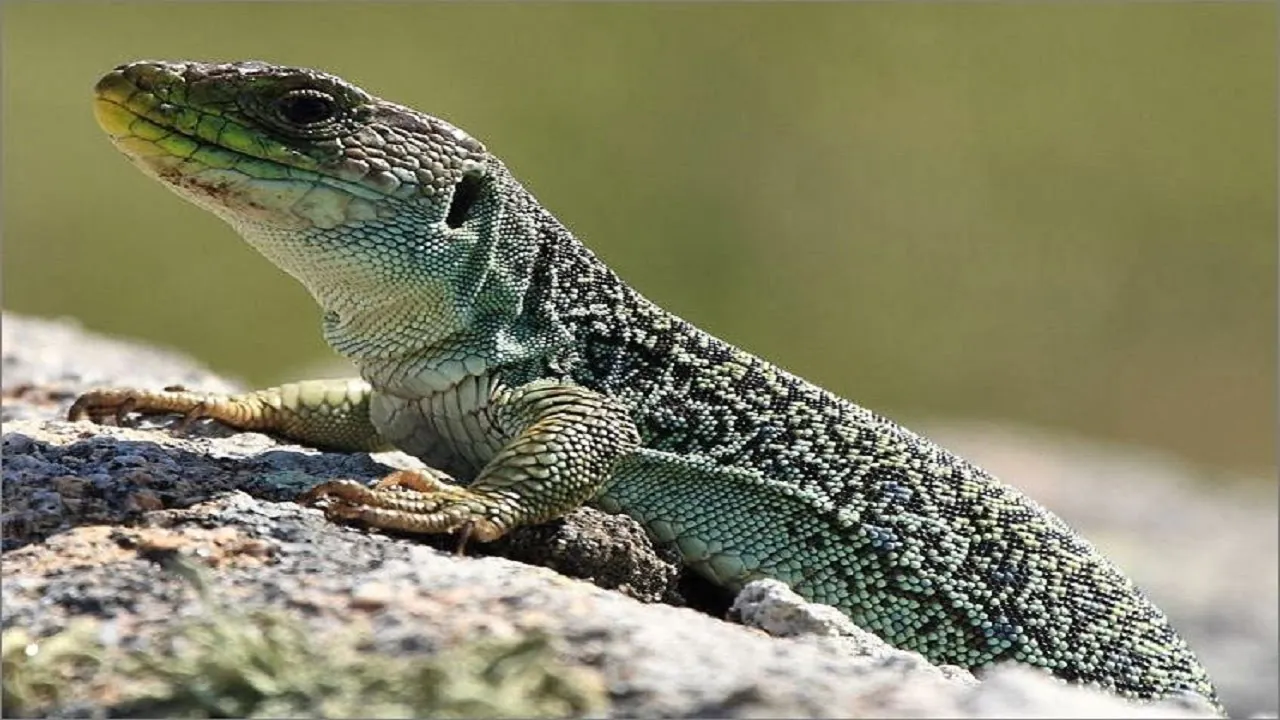 lézard ocellé