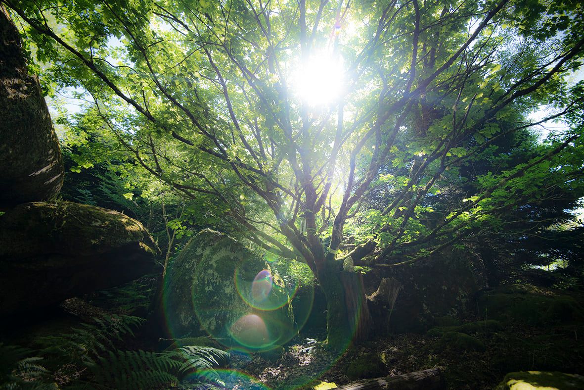 Arbre Photographie Nature Livre Poesie