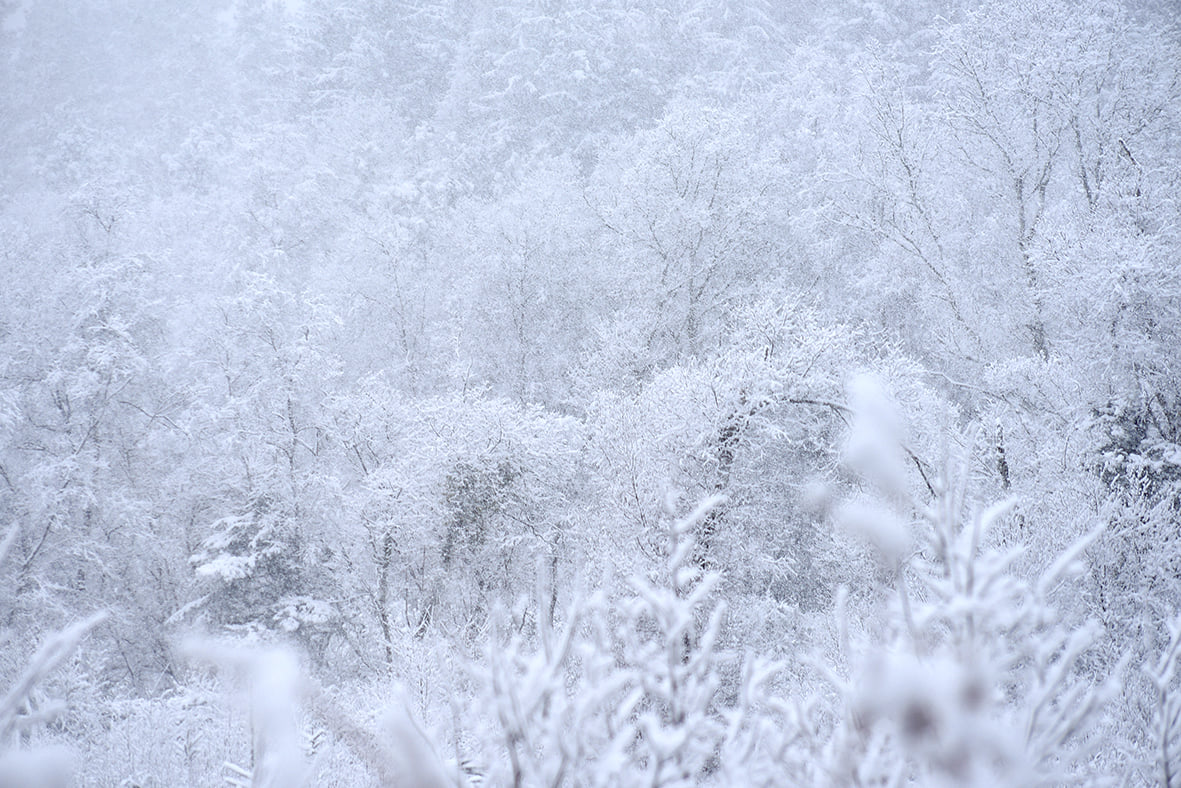 Arbres Photographie Neige Nature Poesie