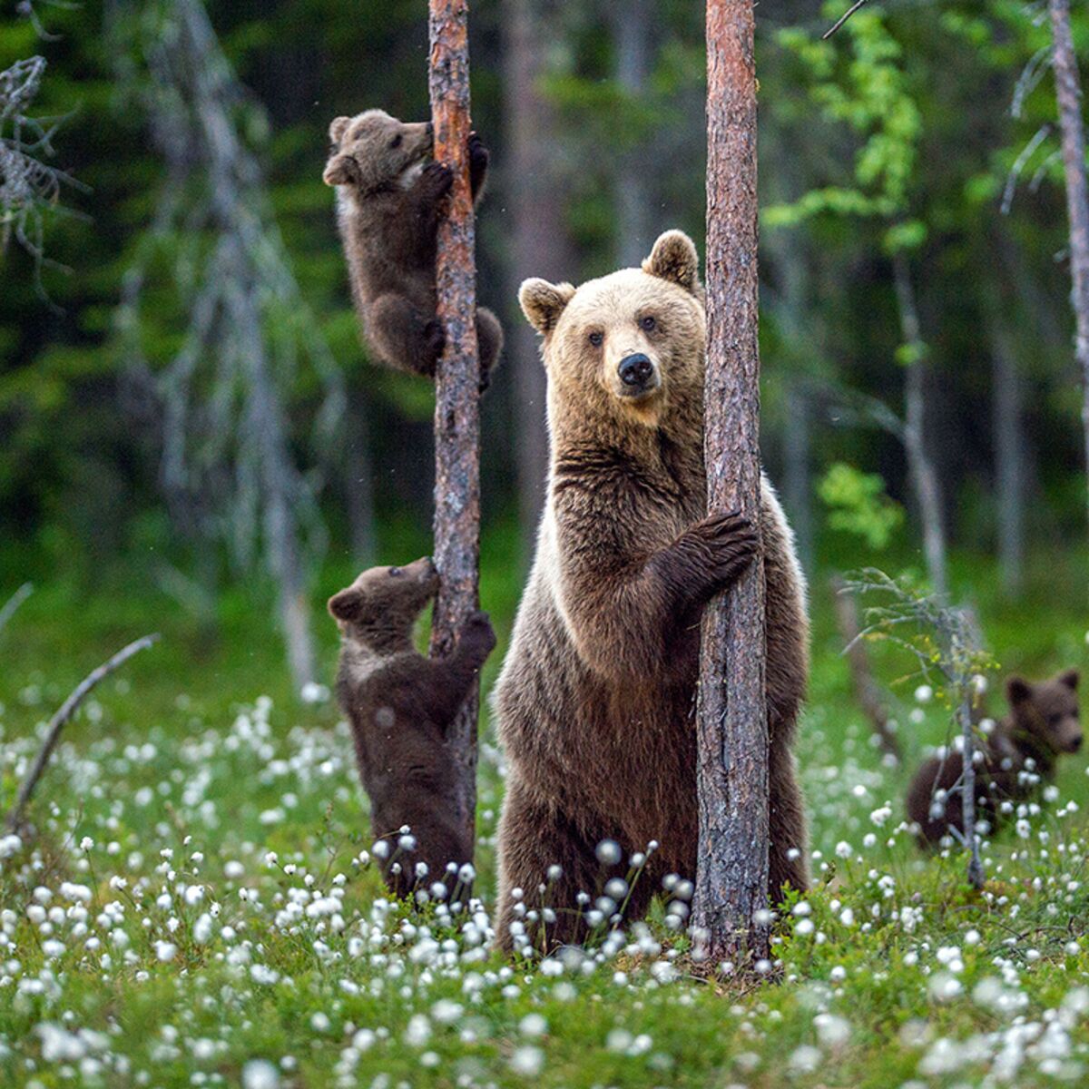 L Ours Ce Voisin Meconnu Jardin Des Plantes De Montauban Montauban Samedi 9 Octobre 21