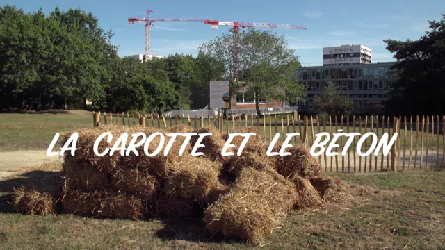 la carotte et le béton