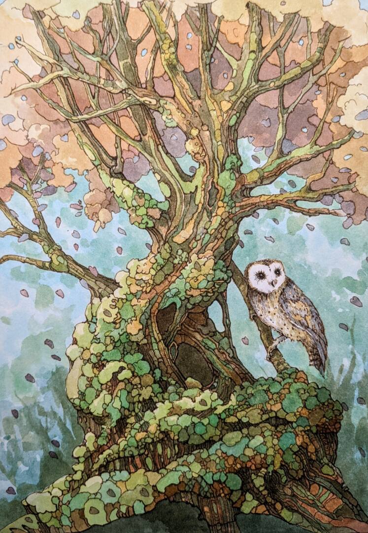 audrey rouvin illustration rennes