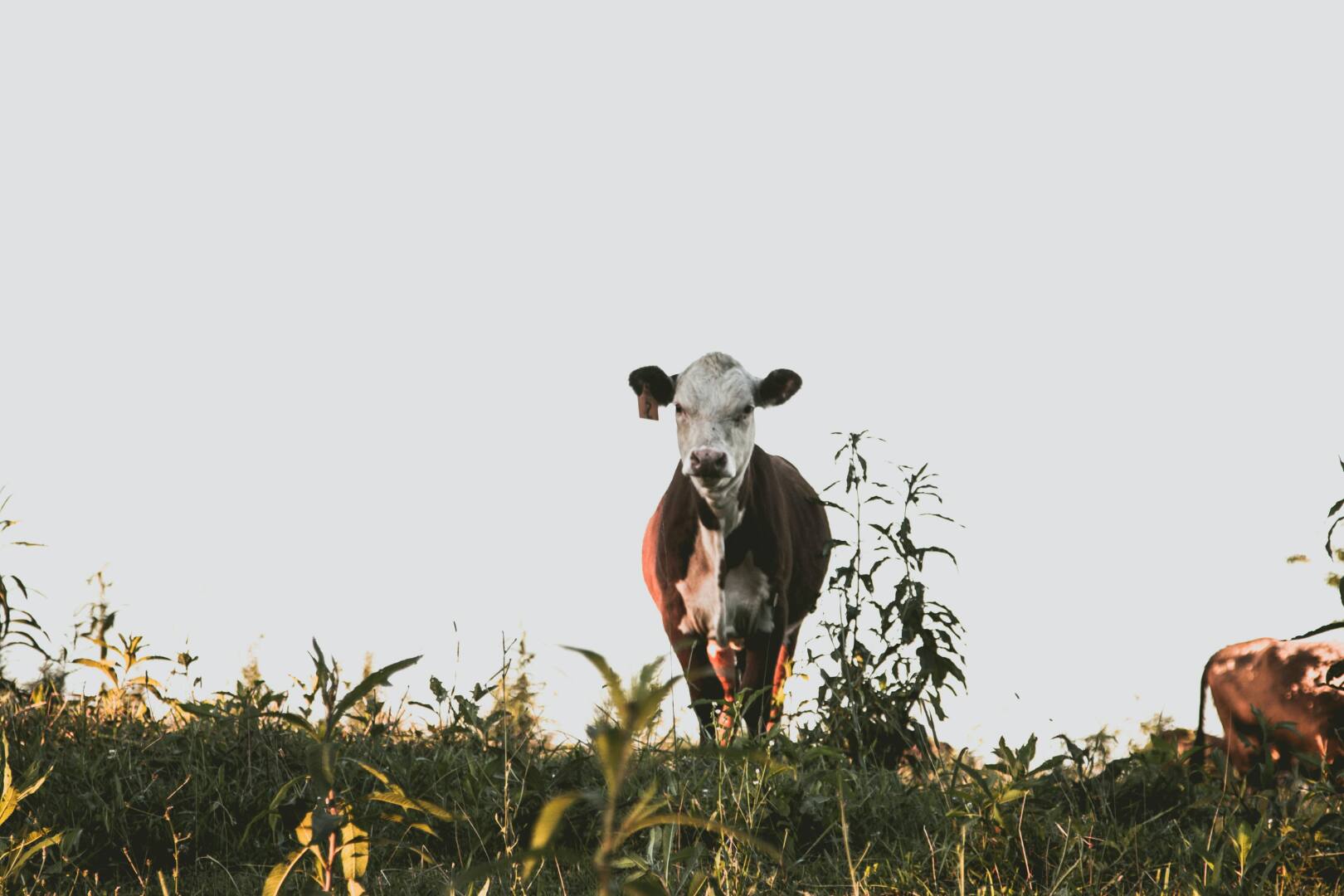 VACHE