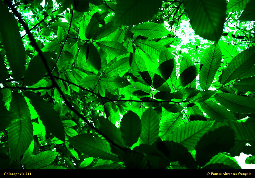 François Fontes Abrantes Chlorophylle