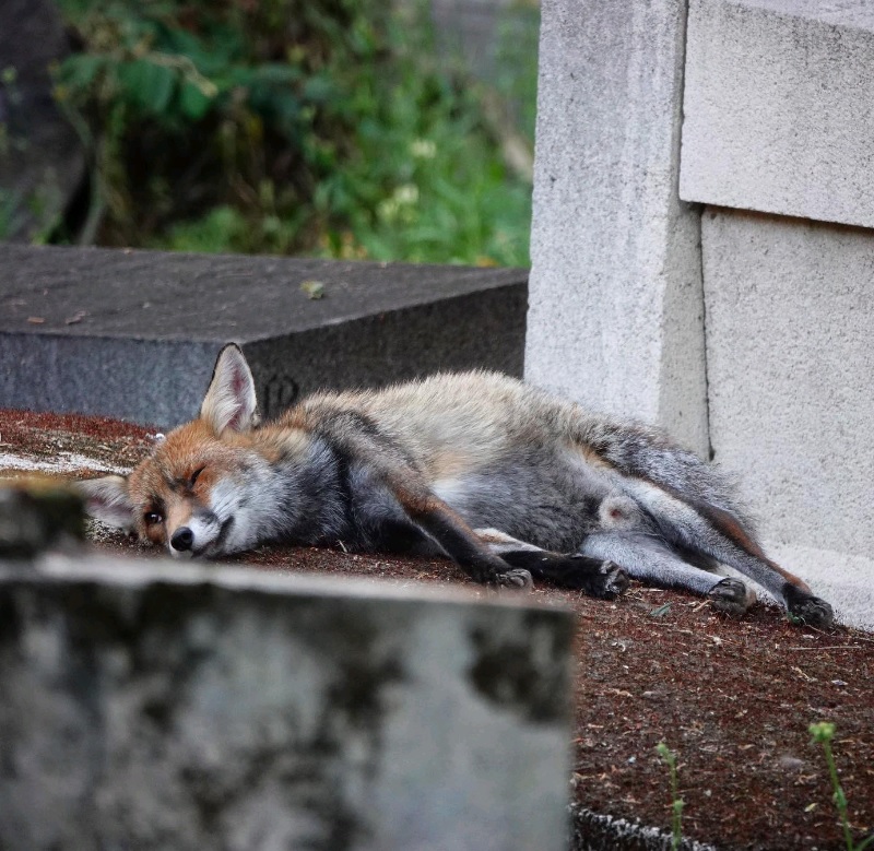 pere lachaise cimetière