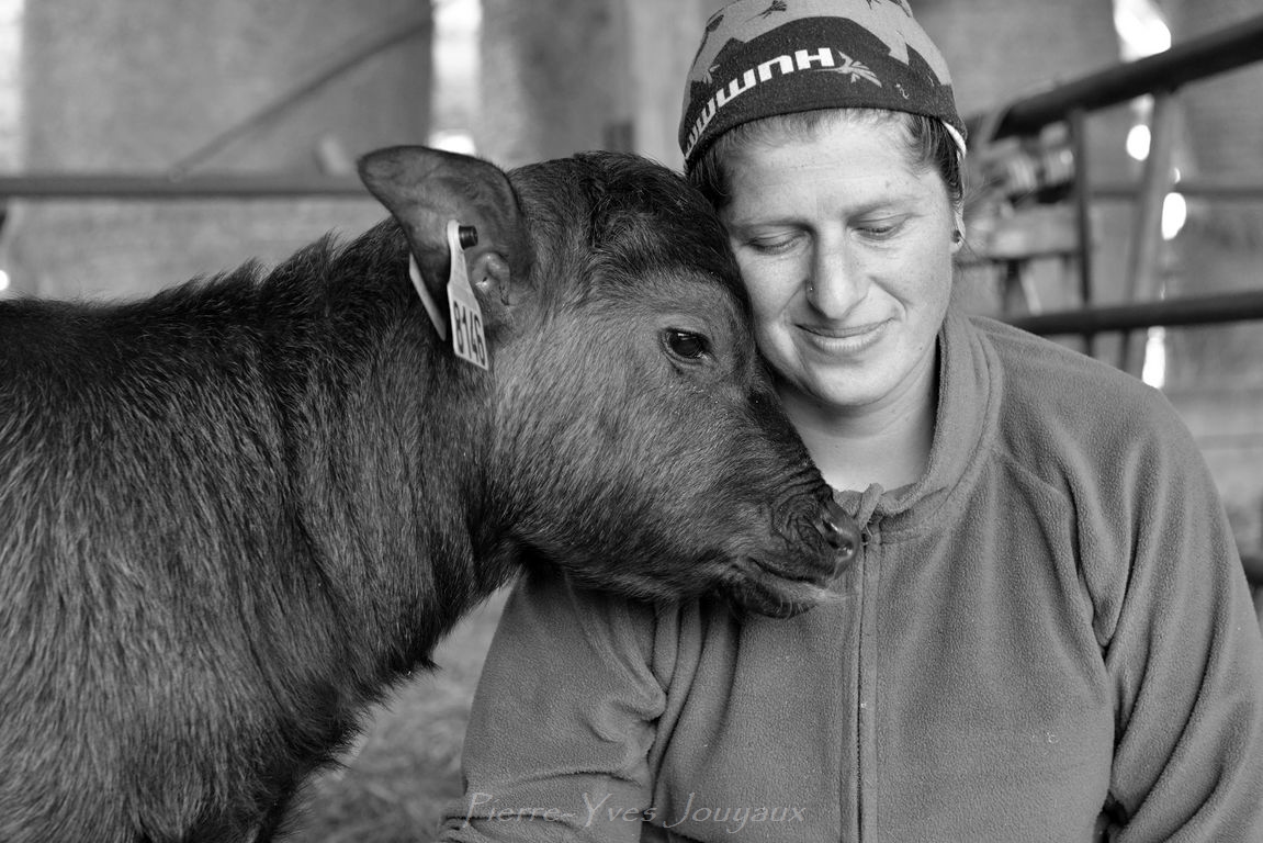 ferme bufflonnes fanny bertrand
