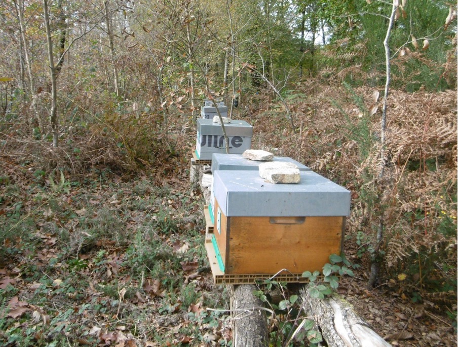 Frédéric Vandamme miel ploermel