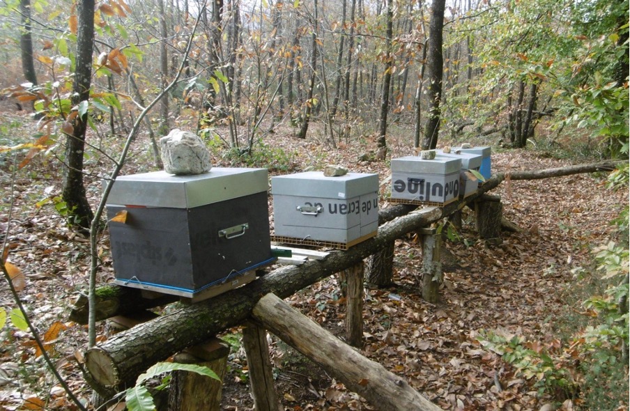 Frédéric Vandamme miel ploermel