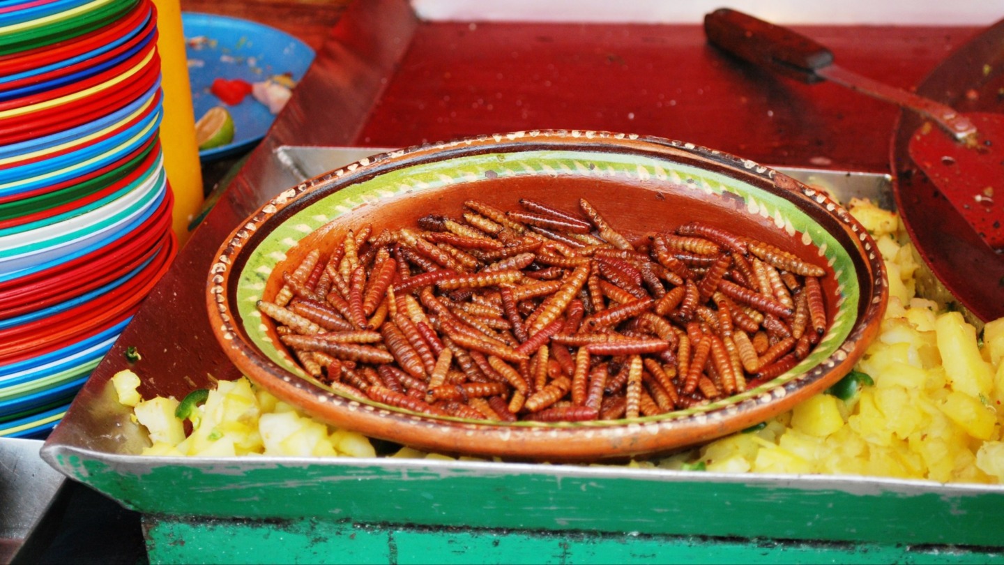 consommation insectes europe