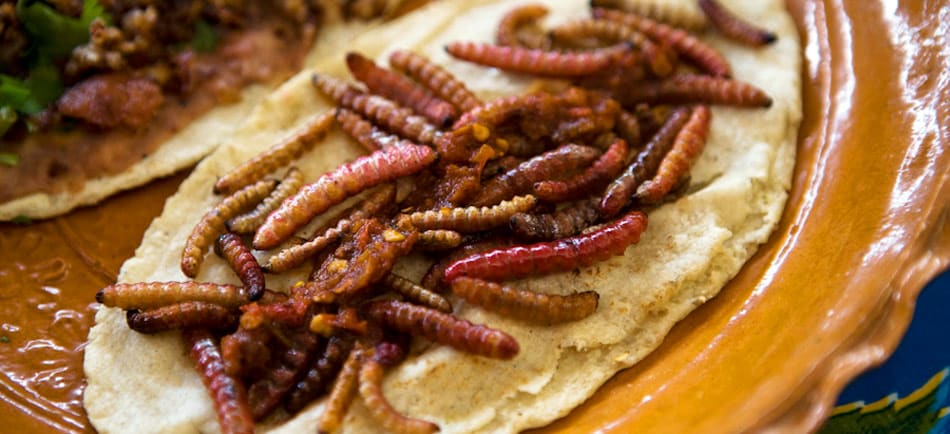 consommation insectes europe