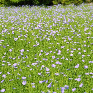 Fête des Tisserands Quintin