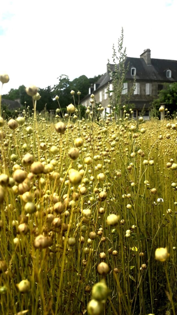 Fête des Tisserands Quintin