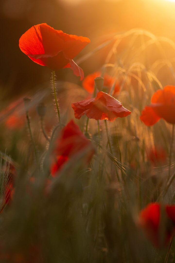 Johanne Gicquel Paysâmes salon du livre Erdeven