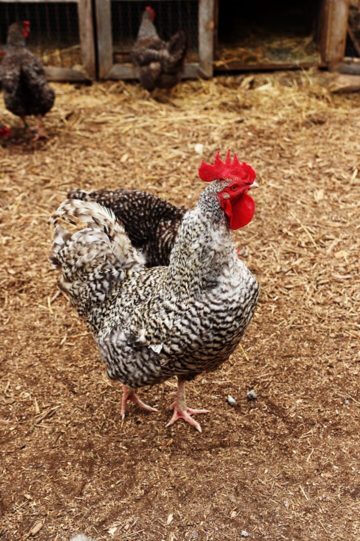 Poul Fétan Quistinic