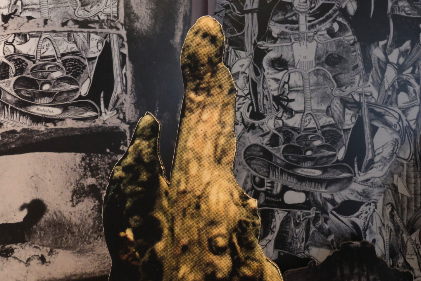 exotic immensity rennes