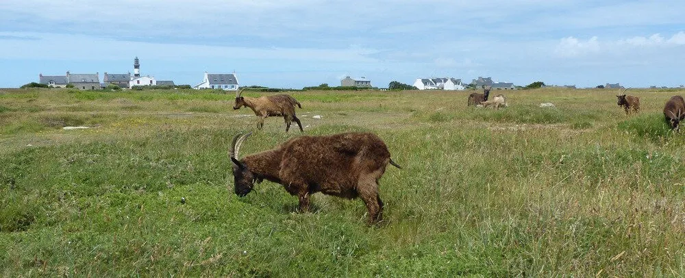 les chèvres sauvages de Ouessant