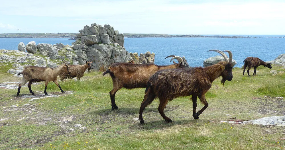 les chèvres sauvages de Ouessant