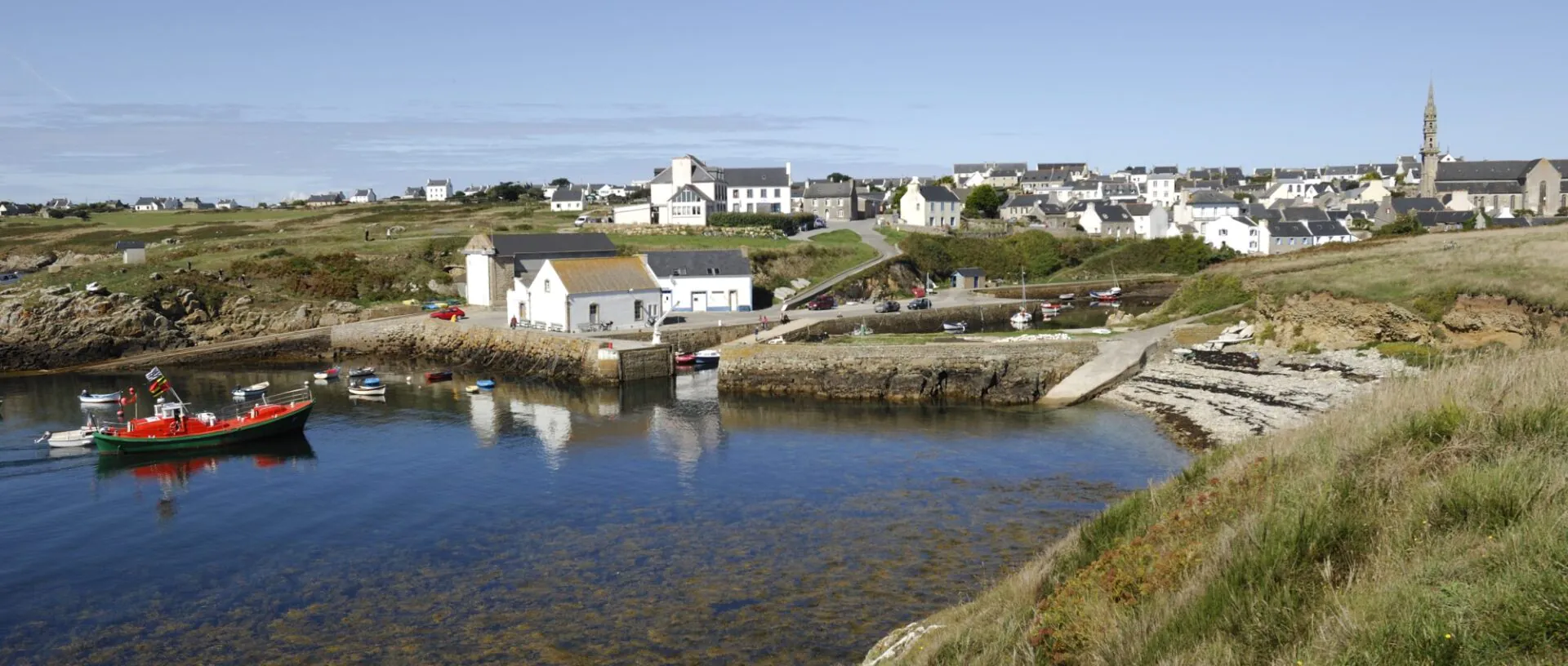 les chèvres sauvages de Ouessant