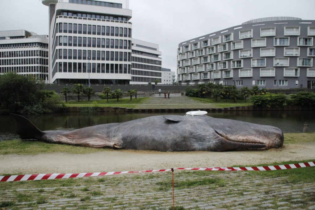 Rennes, un cachalot échoué au bord de la Vilaine !