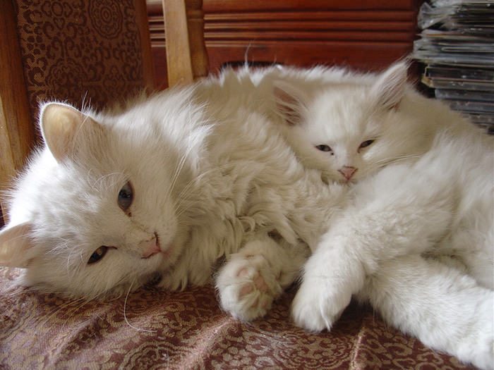 Rennes, ouverture du Chat Puccino, un bar à chats