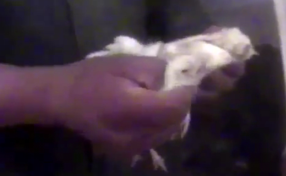 McDonald’s éclaboussé par des pratiques industrielles cruelles