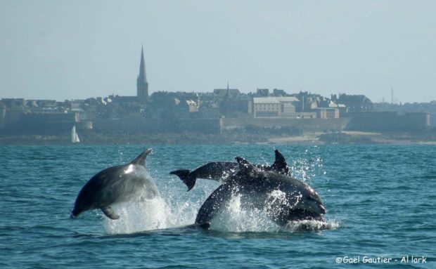 Mon pique-nique à Cancale… avec Al-Lark et les dauphins !