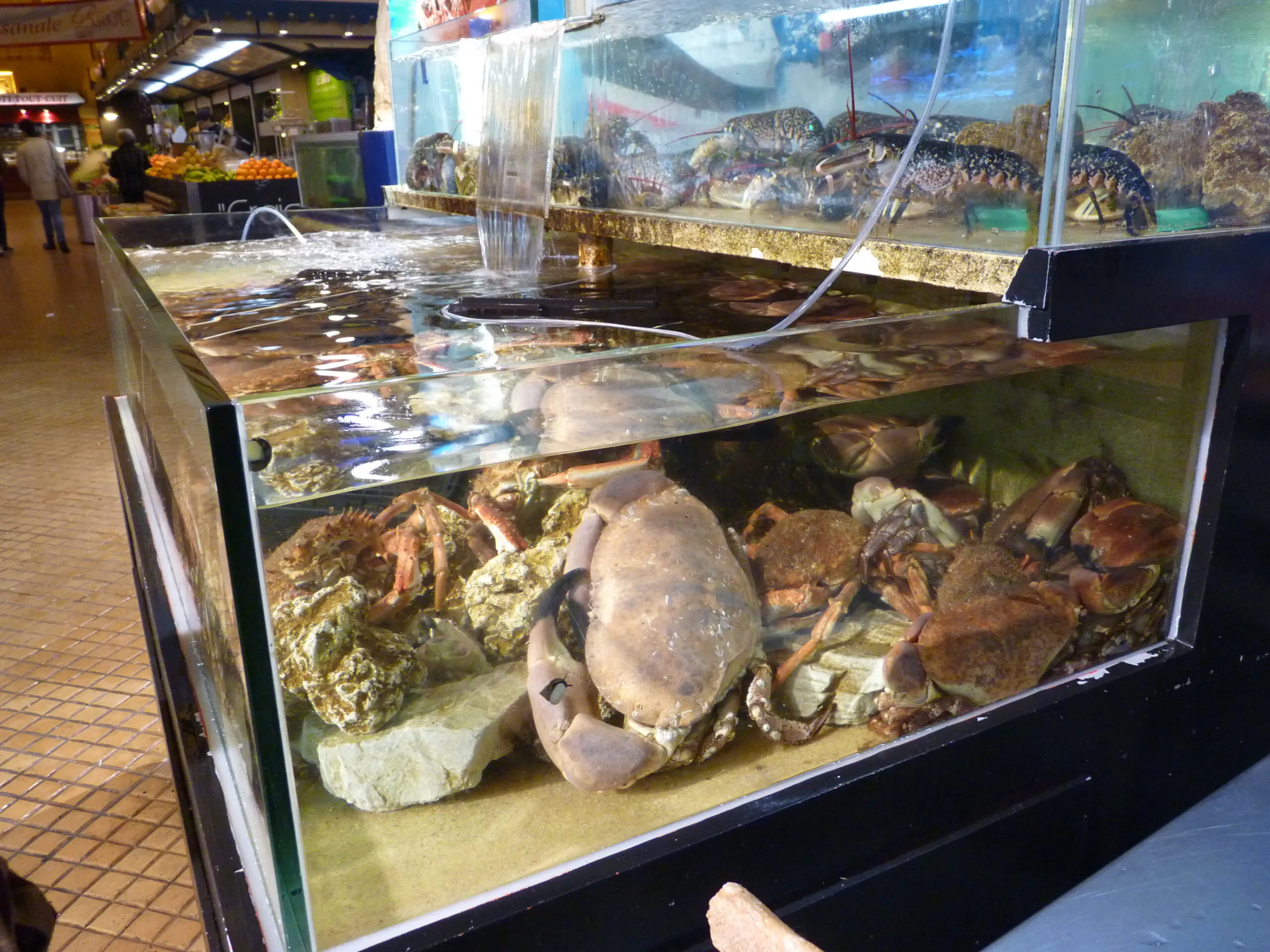 Insolite, J’en pince pour le homard des Halles Rennes