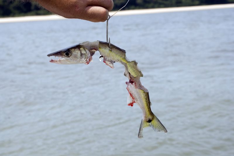 A Noyal et Cesson-sévigné, des Piranhas pêchés dans la Vilaine !