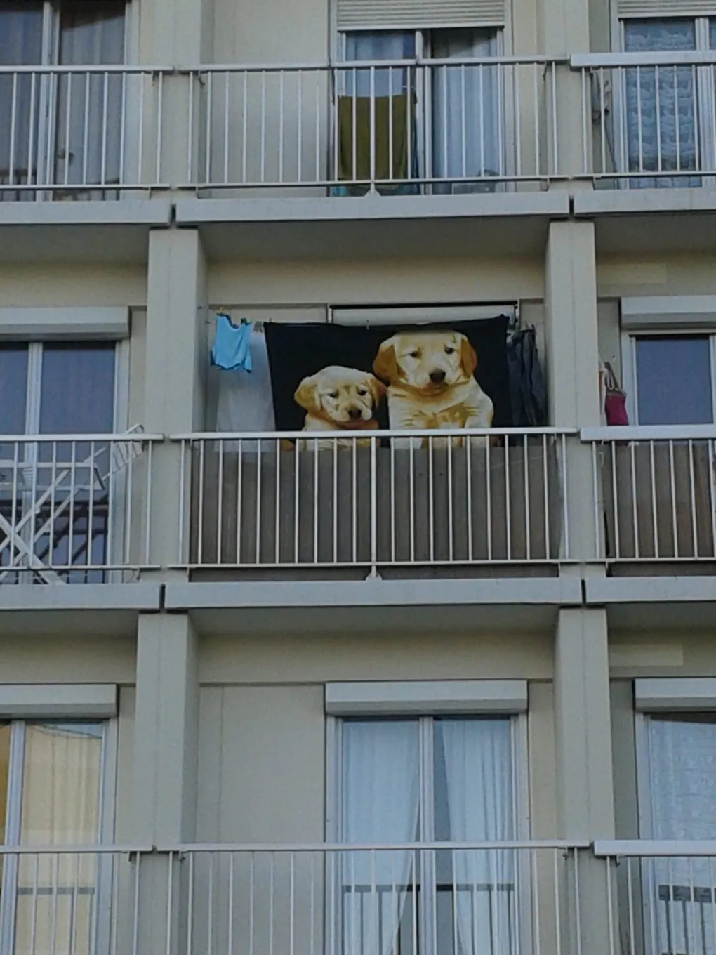 Vu à Rennes, Chiens de garde