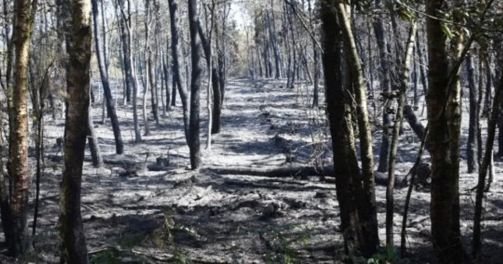 foret brocéliande