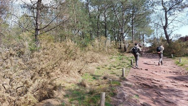 foret Brocéliande