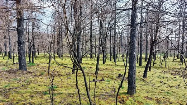 foret brocéliande