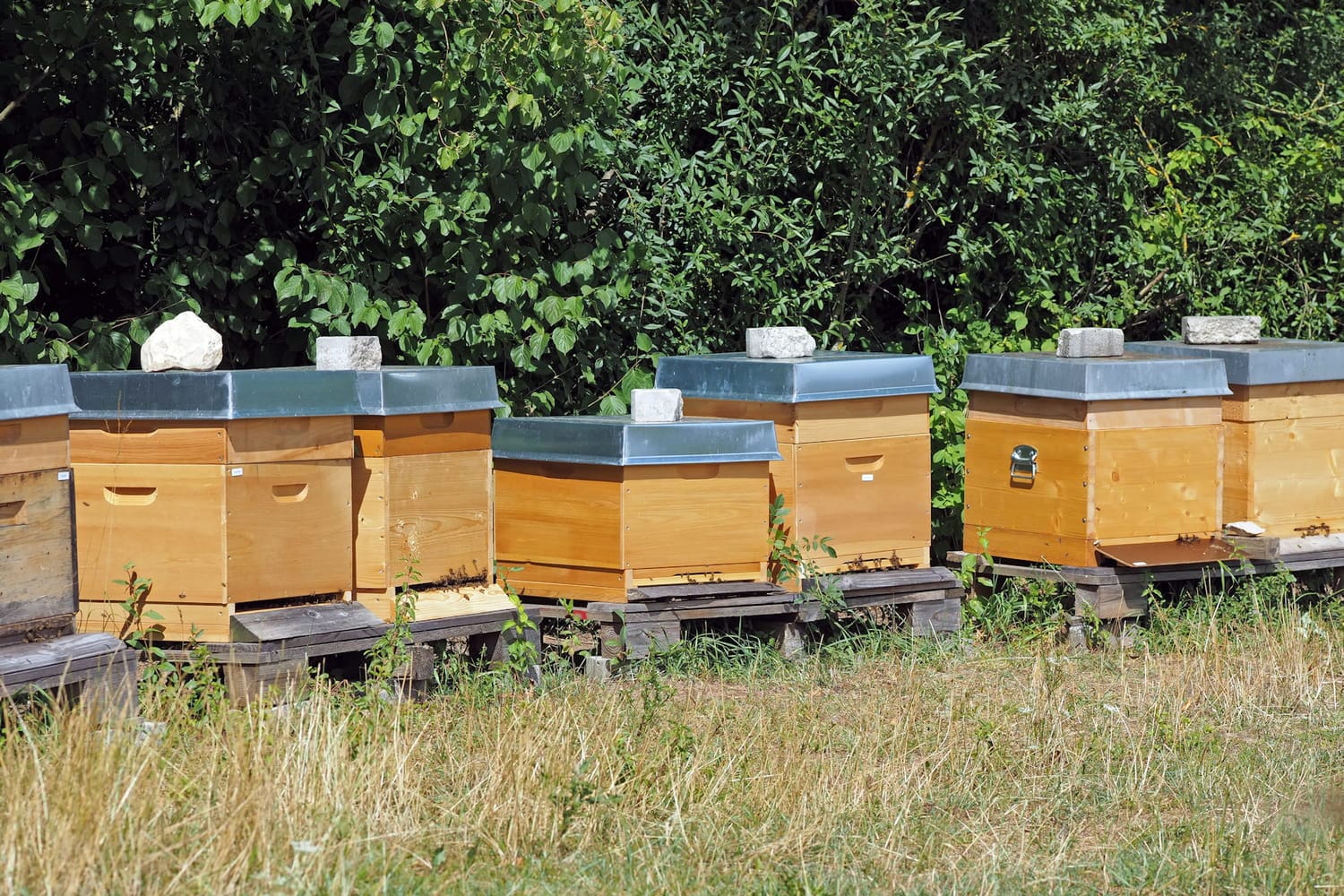 Bain-de-Bretagne. Participez à la protection des abeilles avec le Rucher de Thomas