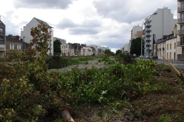 Arbres abattus de l’avenue Sergent Maginot, la Ville évoque la maladie de la suie…