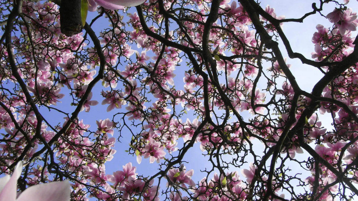 Tela Botanica présente le MOOC Botanique 2 “Les plantes et leurs usages”